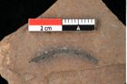 Foto (Detailansicht) von Widdringtonia ungeri Endl. (NHMW-GEO-2024-0188-0140)